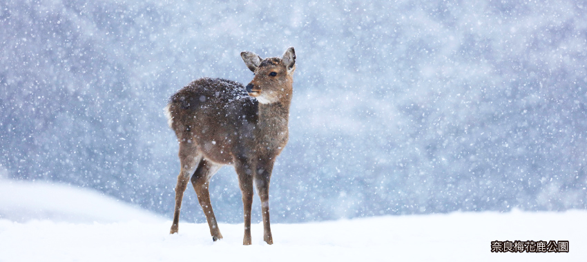 奈良梅花鹿公園